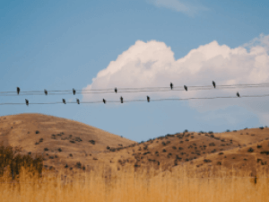 birds on a wire